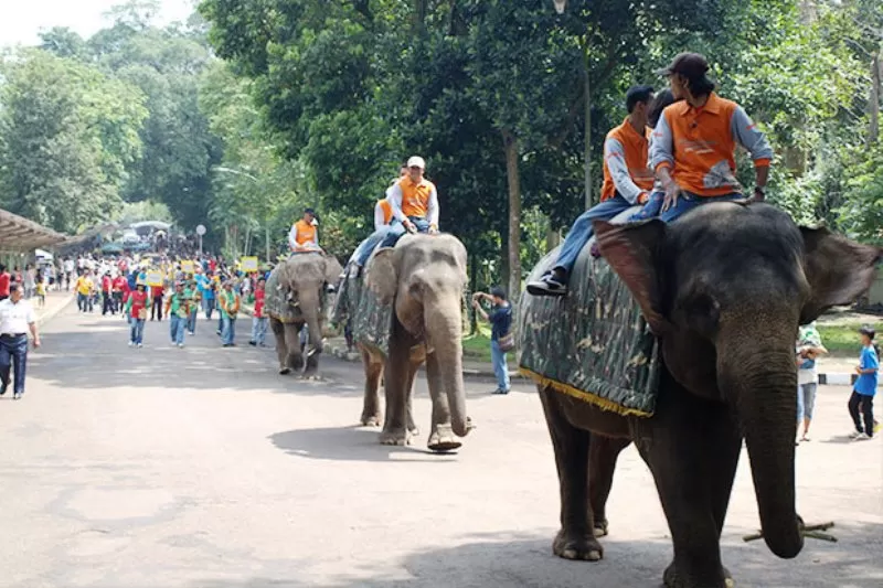 Sebanyak 33 ribu lebih pengunjung padati Taman Margasatwa Ragunan selama libur Natal 2024 dan Tahun Baru 2025  (Foto: ragunanzoo. jakarta.go.id)