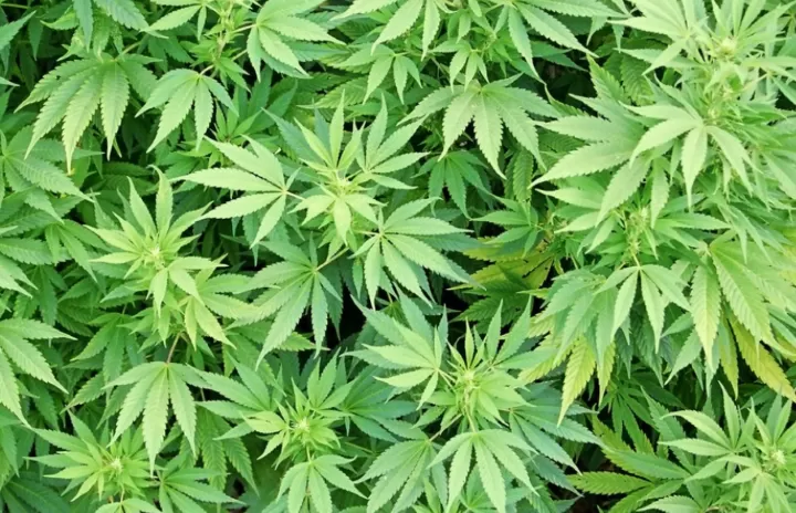 Legalisasi ganja membuat jumlah anak keracunan ganja melonjak. Foto: FreeImages.com/Mateusz Atroszko