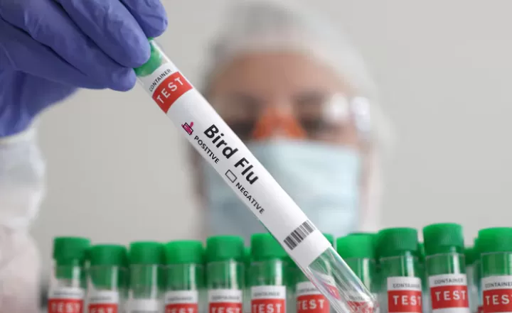Virus flu burung dikabarkan memicu kematian seorang lansia di Washington, AS.  (Foto: AS)