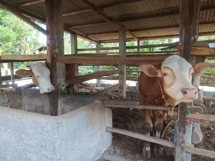 Ilustrasi sapi limosin yang bikin geger Gunungkidul. Foto: X @sukandusel