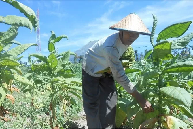 Temanggungkab.go.id.