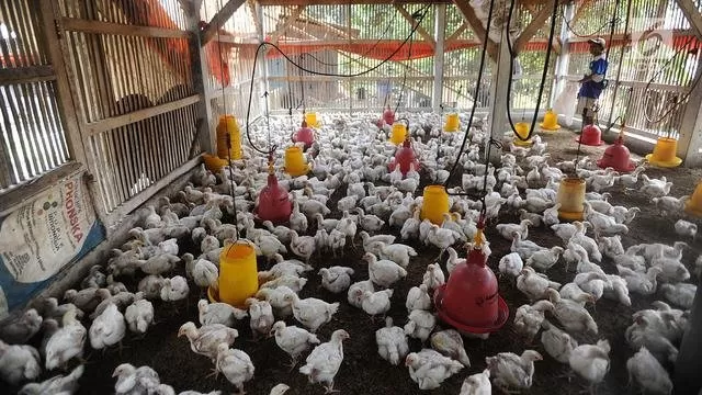 Peternak memberikan makan pada ayam pedaging broiler di kawasan Cipelang, Bogor, Jawa Barat, Selasa (24/7). Harga daging ayam naik mencapi angka Rp 50 ribu per kilogram. (Merdeka.com/Arie Basuki)