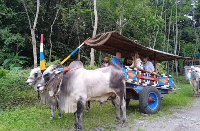 Buyers ATF naik gerobak sapi di Wukirsari. (Harminanto)