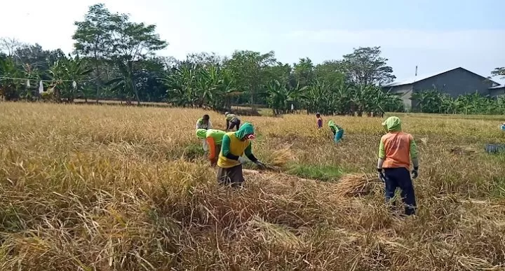 petani mengumpulkan gabah hasil panen (dok)