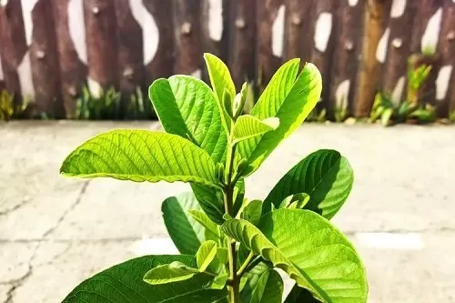 Daun Jambu Biji  (foto: pixabay)