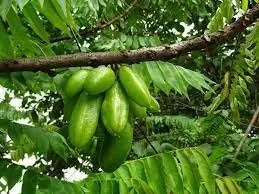 Belimbing Wuluh  (foto: pixabay)