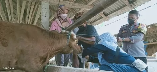 Drh Titih Wahyaningtyas (kiri)  didampingi personel Polsek  Srandakan memeriksa sapi warga.   (foto: sukro riyadi)