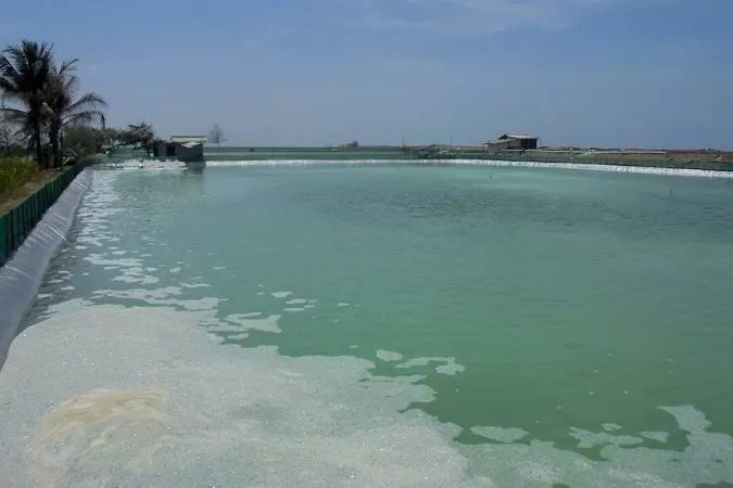 Salah satu tambak udang di Pantai Tegalretno Petanahan Kebumen. (Foto: Dasih Darmawati)