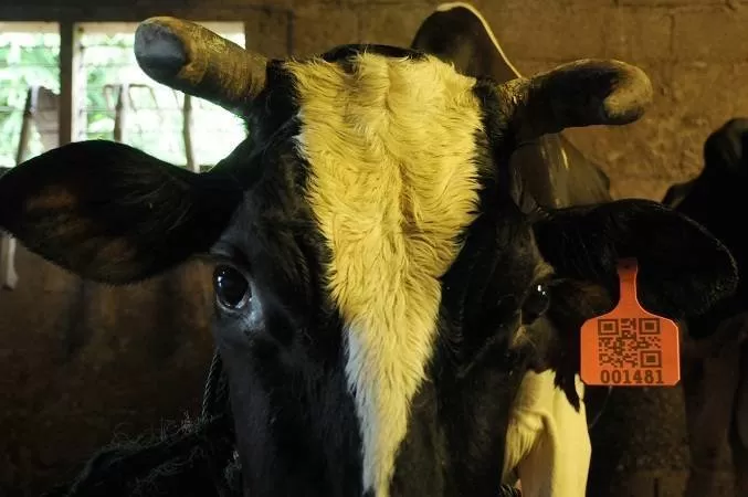 Salah satu sapi yang sudah teregistrasi dengan adanya barcode yang dipasang di telinga sapi. (Foto: Galih P)