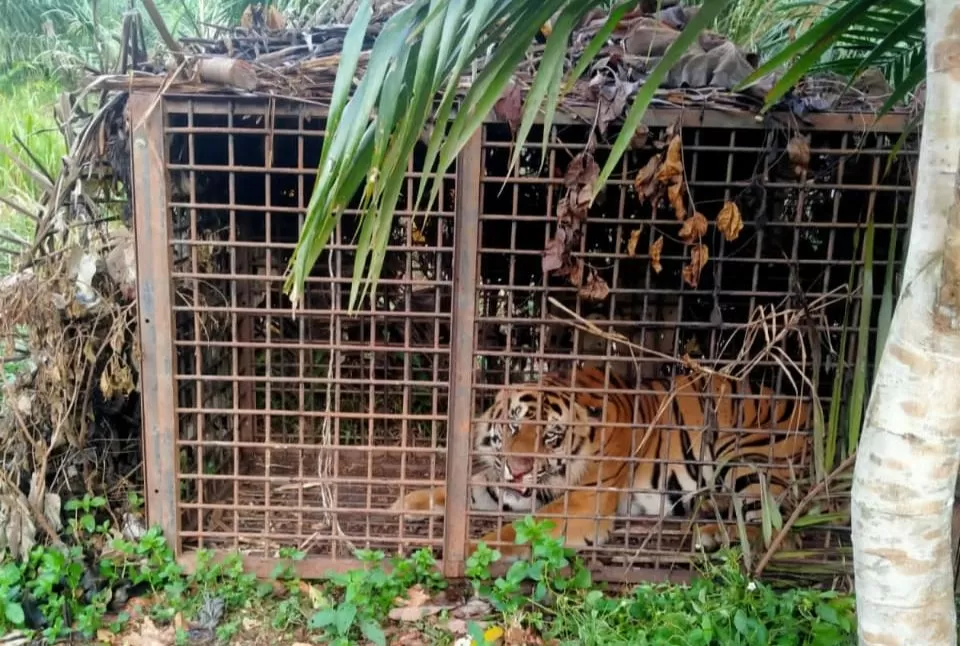 Seekor harimau pemangsa ternak warga di Dusun Malipunjaya, Desa Nalogedang, Kecamatan Nalotantan, Kabupaten Merangin berhasil ditangkap, Kamis (21/4) 