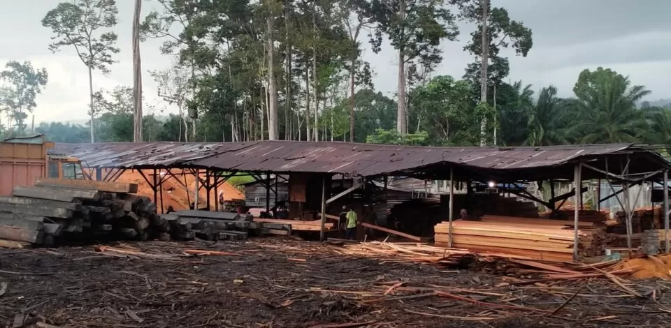 Foto: salah satu lokasi pengolahan kayu dengan mesin shoumell (ferra hariyanto)