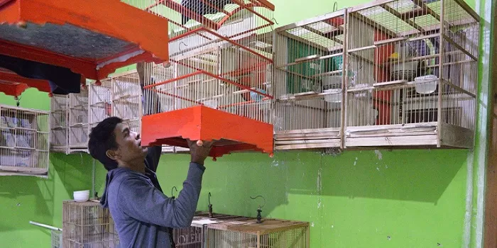 Iswanto saat memberikan pakan burung kenari. (Foto: Roby AS) 