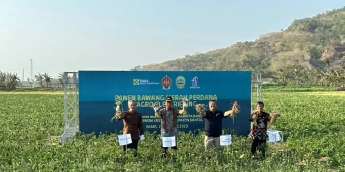  Sultan memanen bawang merah agro electrifying di lahan pesisir selatan Yogyakarta. (Foto: Harminanto)