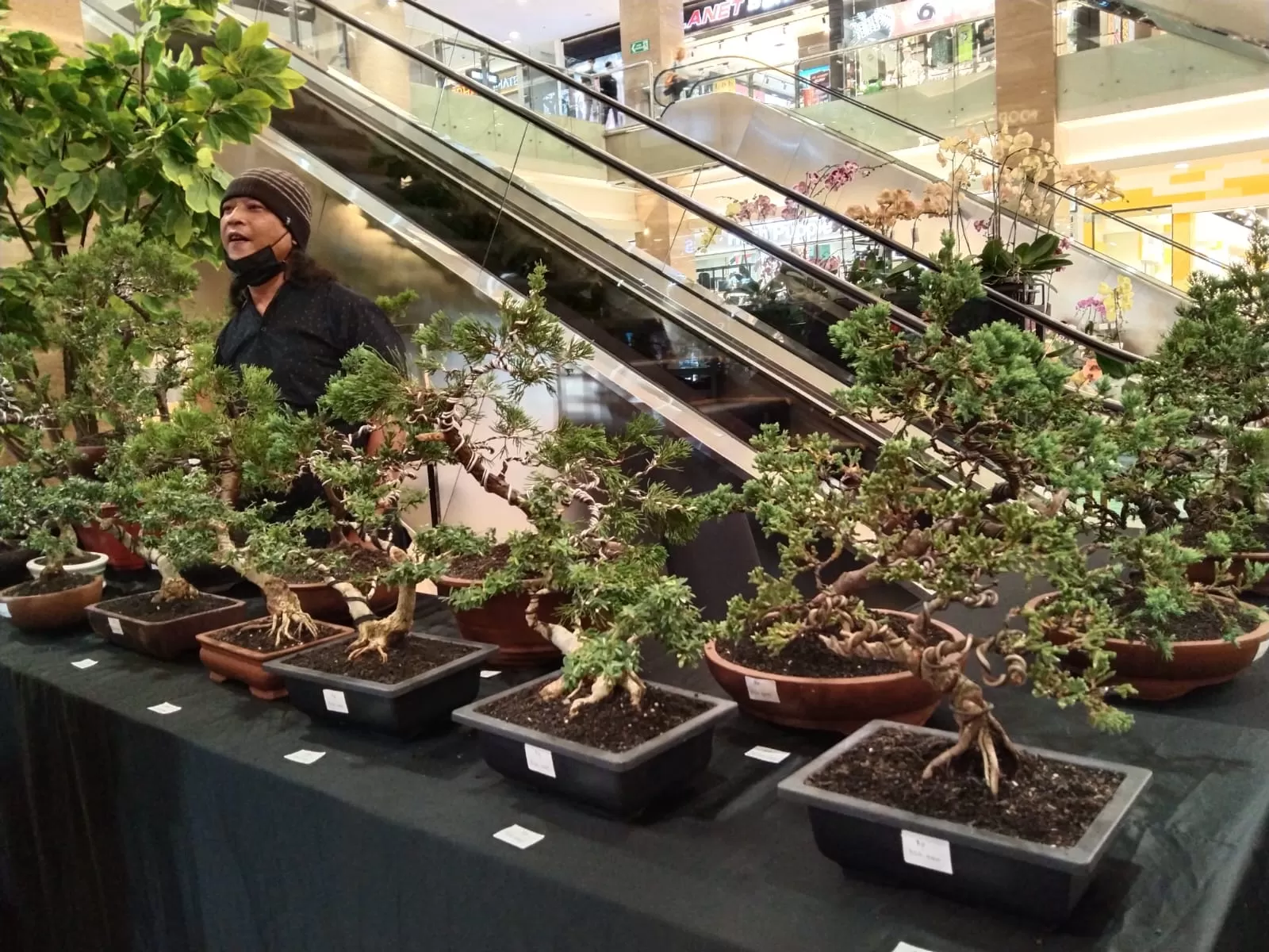Tanaman Bonsai yang ditampilkan pada acara Asian Garden. (Foto : Roby AS)
