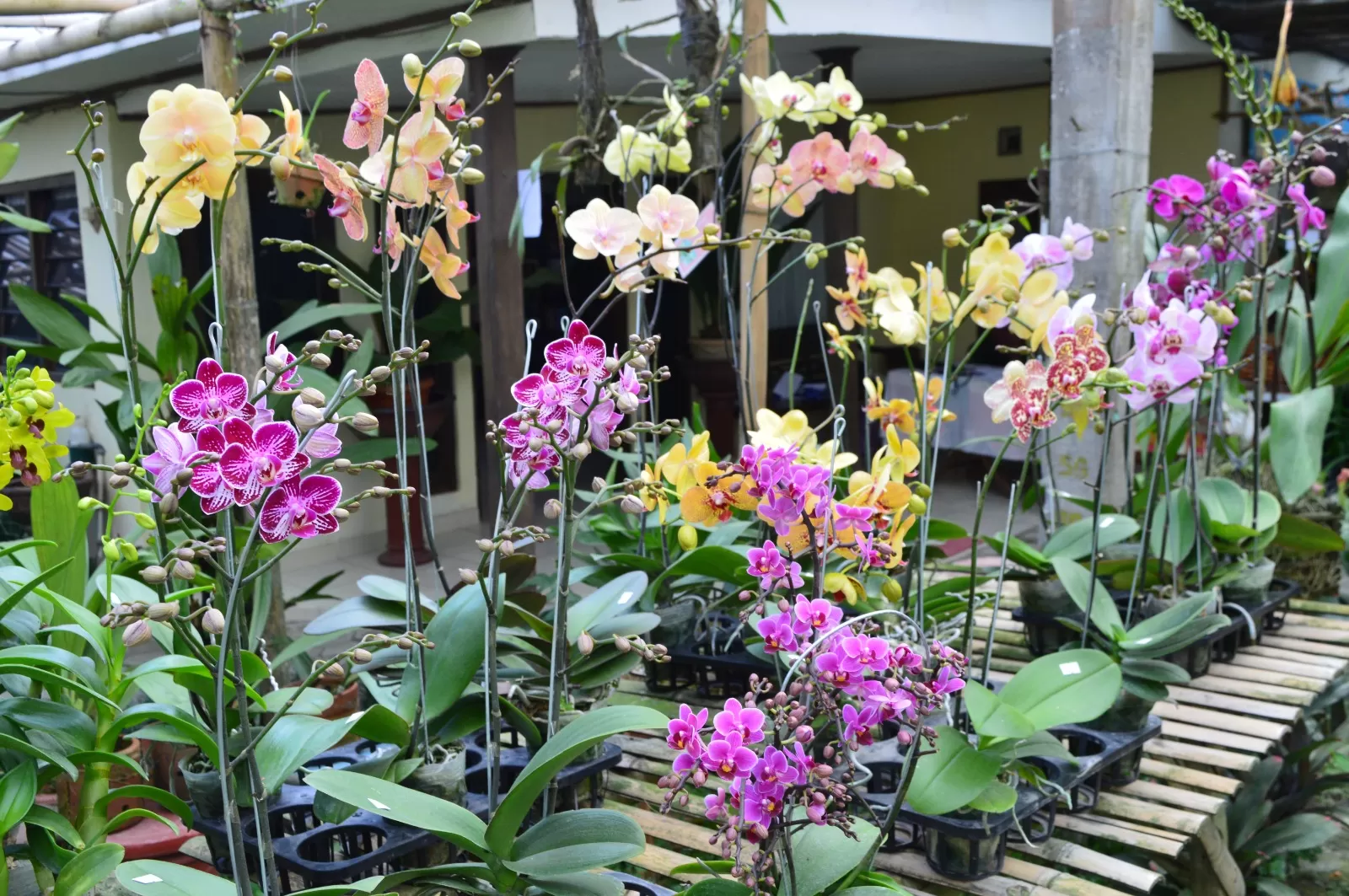 sejumlah jenis anggrek yang dipamerkan 