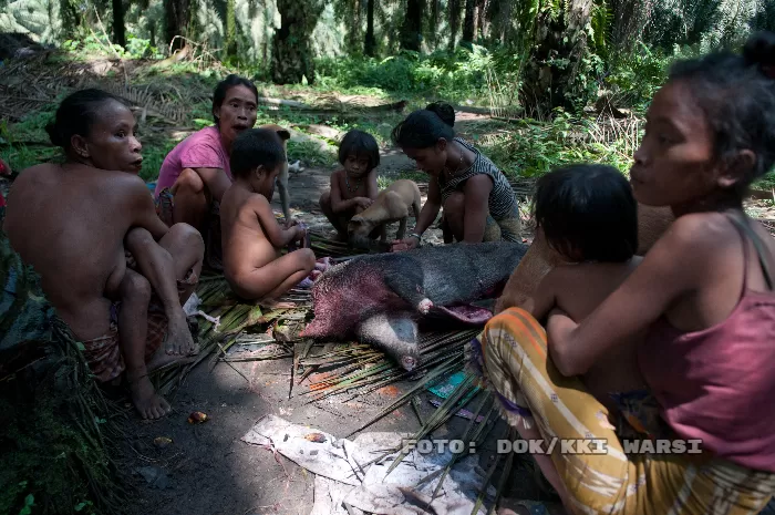 Para Perempuan Orang Rimba mendapat tugas mengurus dan membagikan daging hewan hasil buruan (foto: dok/kki warsi)