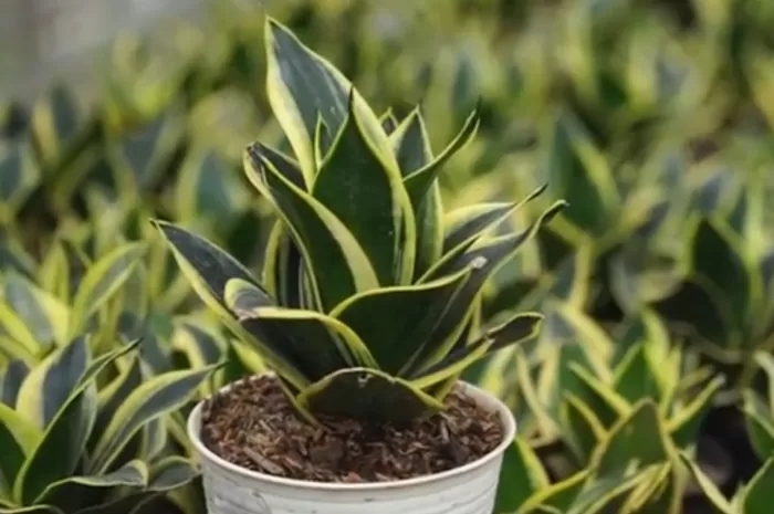 Lidah mertua yang bisa atasi polusi udara dan kemarau di Indonesia (Tangkapan layar akun youtube @AGRONEWSTVINDONESIA)