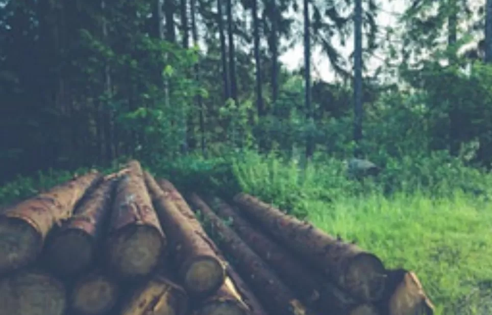 Ilustrasi deforestasi.  (Foto: Pexels)