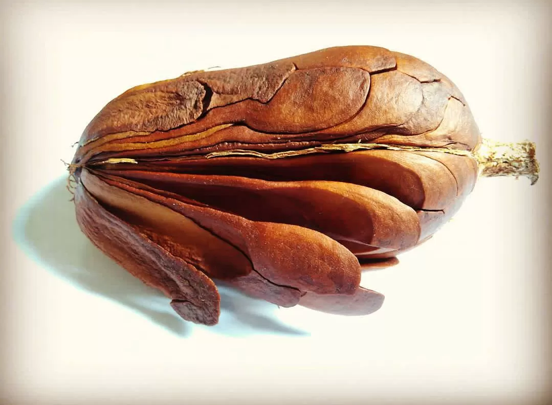 Biji mahoni bisa diseduh sebagai minuman herbal penunjang kesehatan dan daya tahan tubuh.(Foto: Instagram @botanistindonesia)