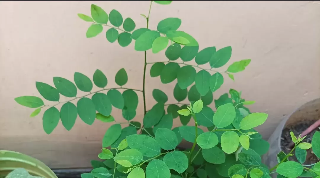 Daun katuk segar siap diolah, kaya manfaat untuk kesehatan tubuh dan daya tahan anak.(Foto: tangkapan layar Instagram @khasanah_uswah28)