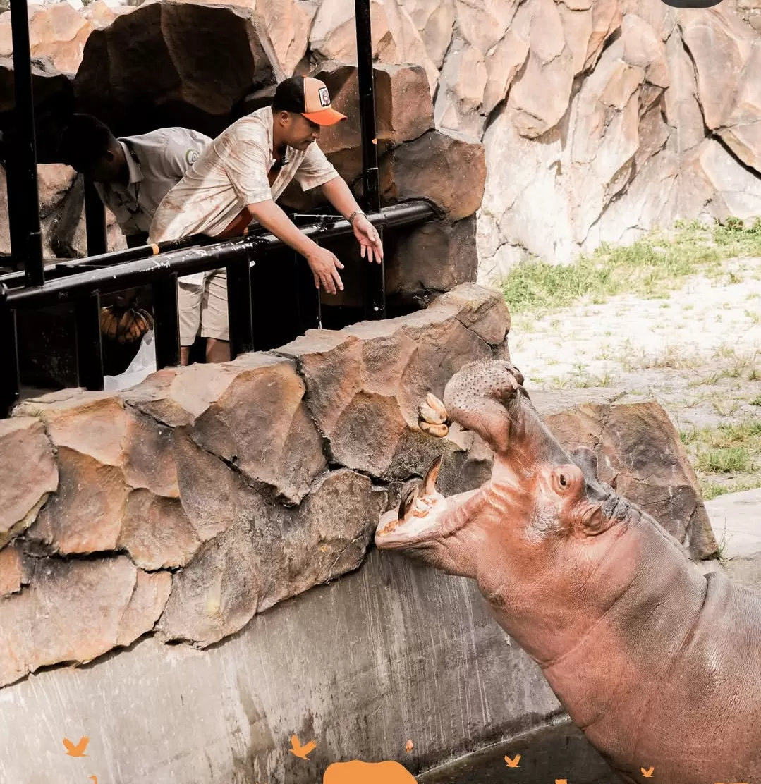 Pengunjung seru memberi makan kudanil di Lembang Park & Zoo, jadi pengalaman wisata edukatif. (Foto: Instagram @lembang_parkzoo)