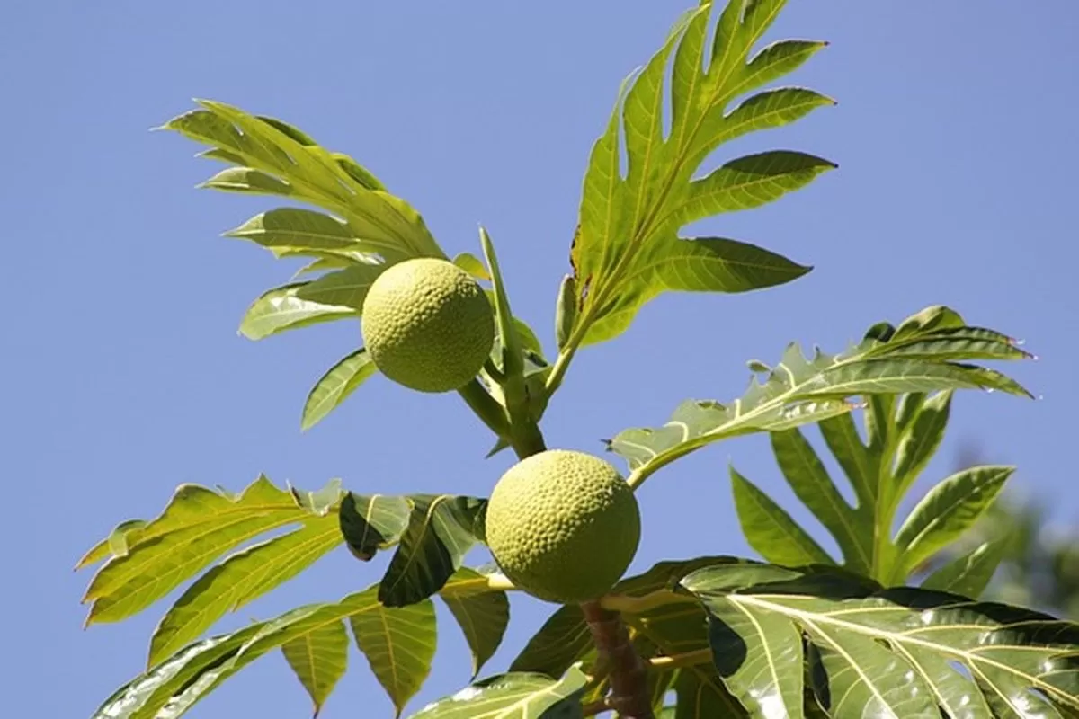 Kandungan alami daun sukun bantu turunkan tekanan darah, lindungi ginjal, dan perkuat kesehatan jantung. (Foto: TBNews)