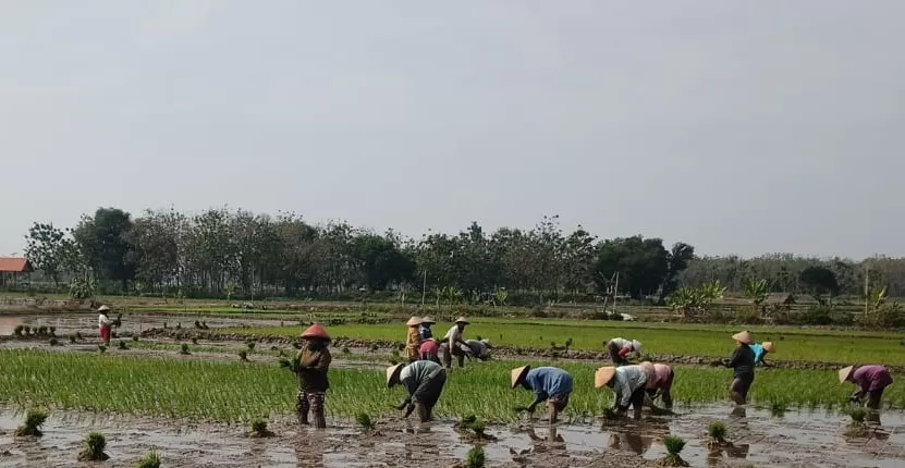 Petani di Kabupaten Rembang memasuki musim tanam ketiga tahun 2024. Foto: rembangkab.go.id