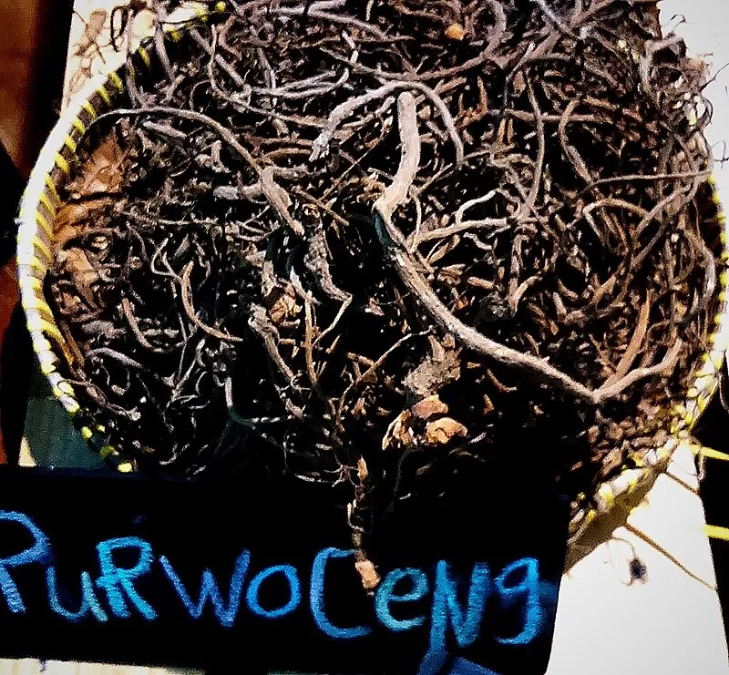 Simplisia akar kering purwaceng. Foto: Wikipedia