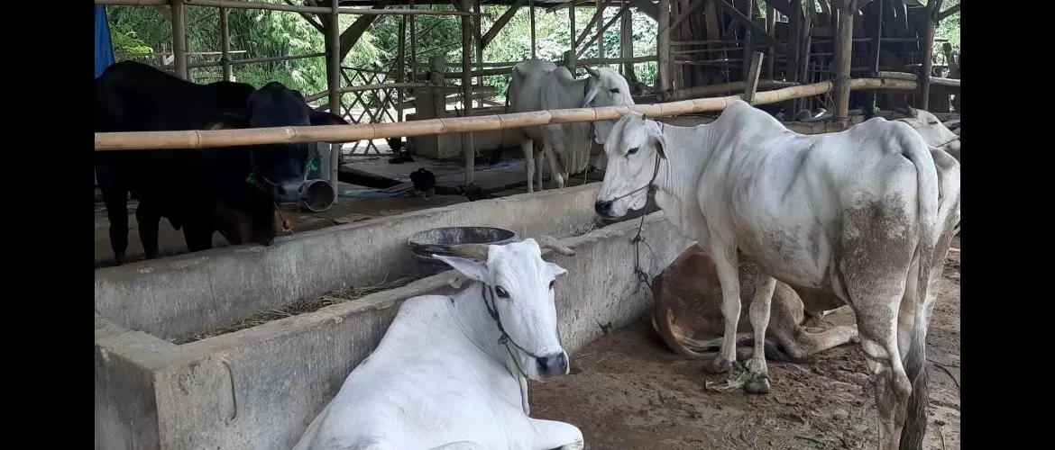 Peternakan sapi warga