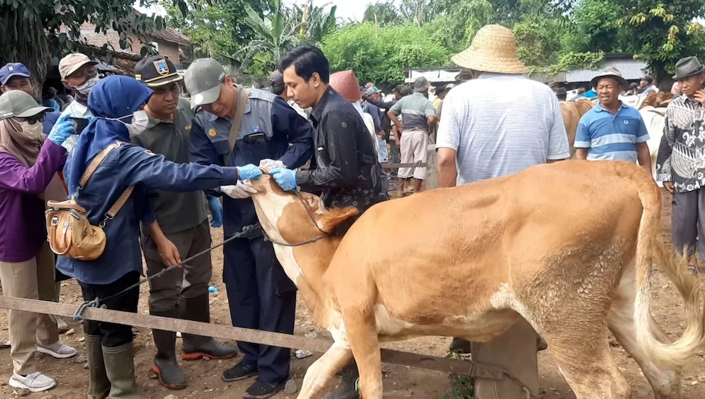 Pemeriksaan PMK di Pasar Hewan Pamotan Rembang