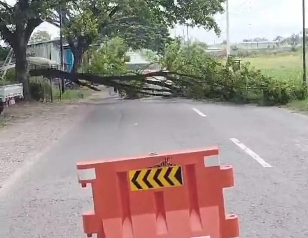 Ancam Keselamatan Warga, Pemkab Rembang Pangkas Ratusan Pohon