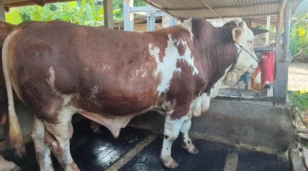 Sapi Simental bernama Bulki, bobot hampir 1 ton, terpilih jadi hewan kurban Presiden Prabowo di Rembang.