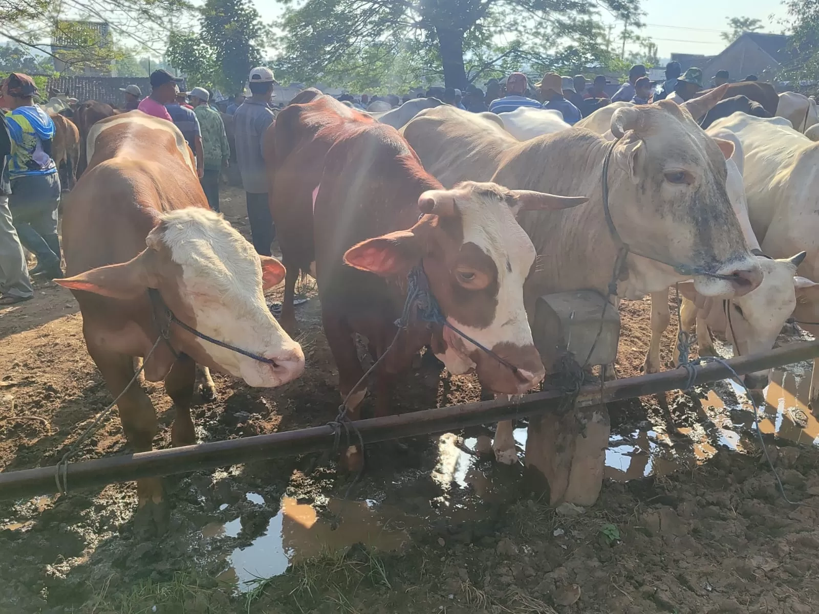 Dinas Pertanian Rembang awasi ketat hewan kurban di Pasar Pamotan jelang Idul Adha, pastikan ternak bebas penyakit.