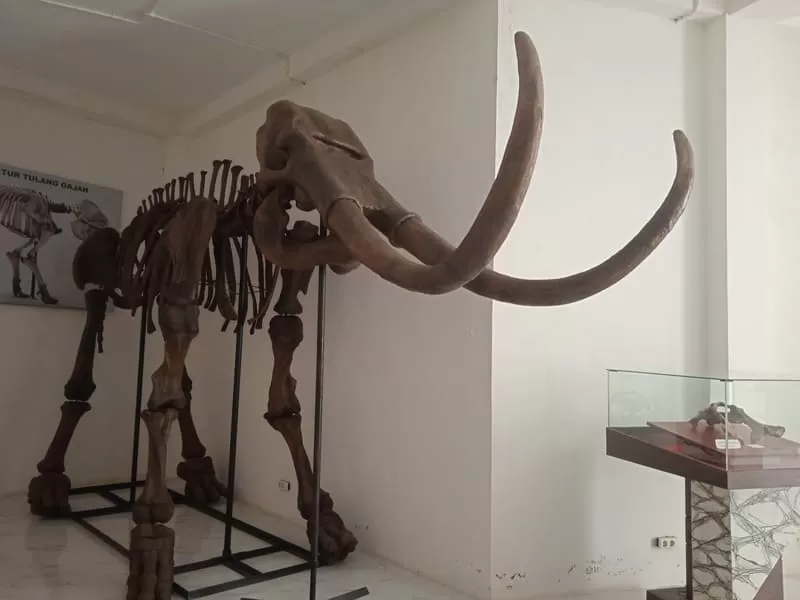 Struktur tulang gajah Koleksi Museum Situs Purbakala Pati Ayam