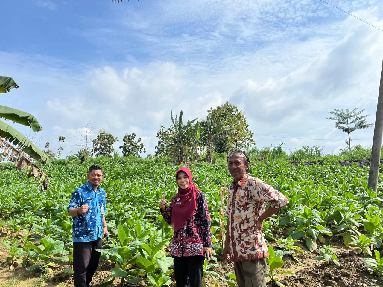 Petani tembakau Rembang dapat bantuan saprodi dan alsintan untuk menghadapi musim kemarau basah dan cuaca ekstrem.