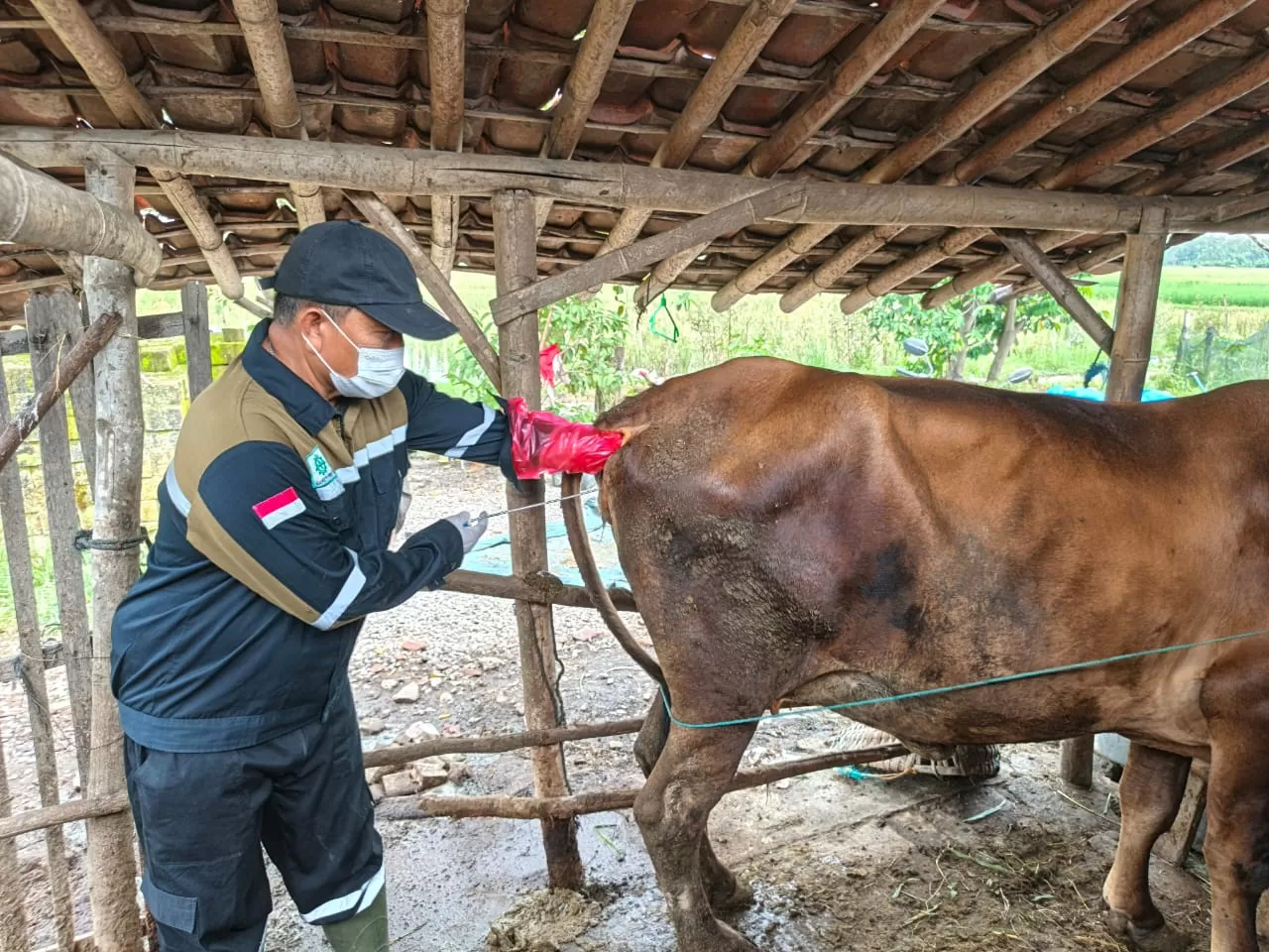Suyitno, inseminator asal Rembang, mewakili daerahnya di Lomba Inseminasi Buatan Jawa Tengah 2025 kategori besar. 