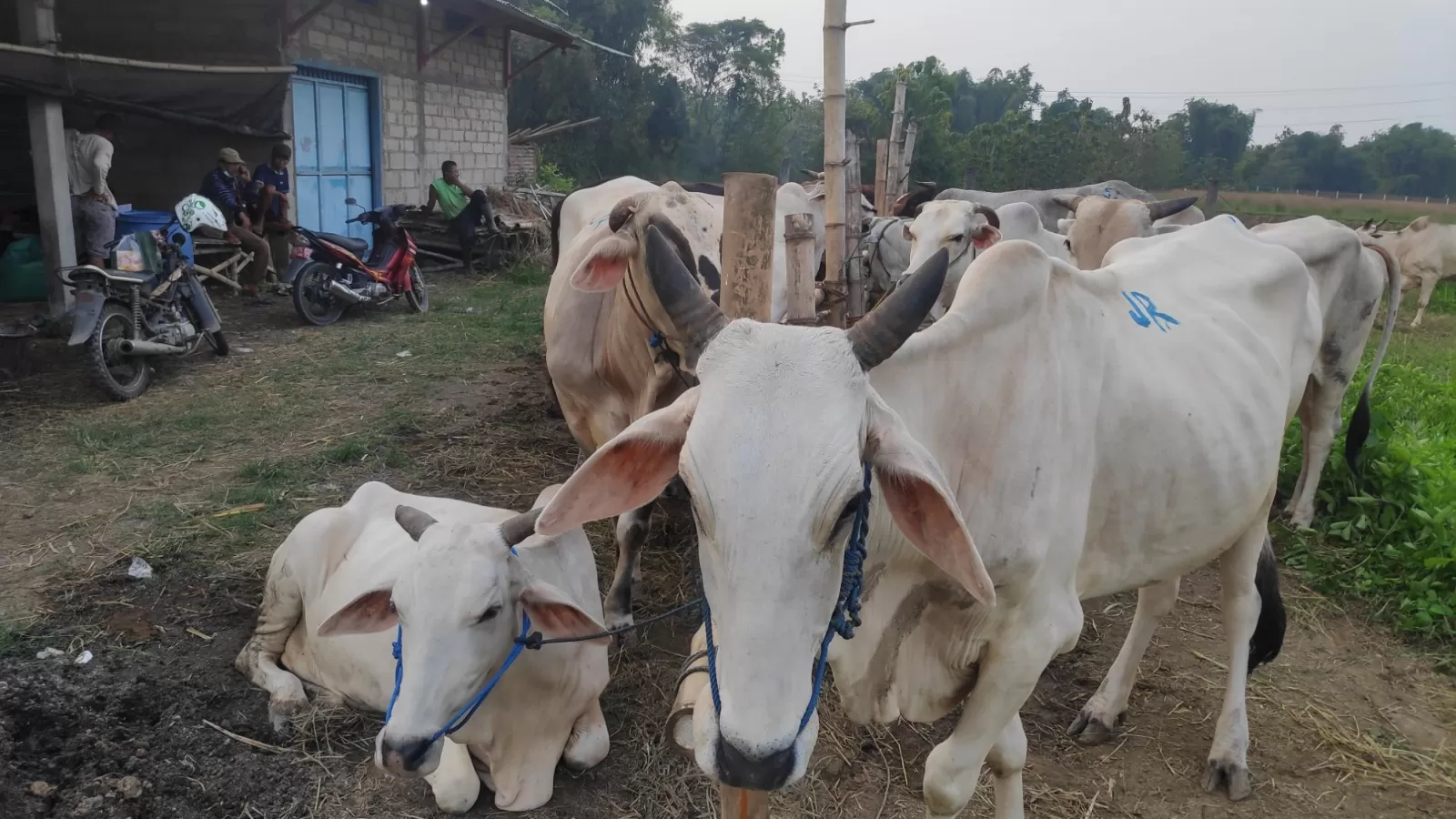 Rembang jadi penghasil pedet terbanyak keempat di Jateng. Produksi sapi terus meningkat, ekonomi peternak pun ikut terdongkrak.