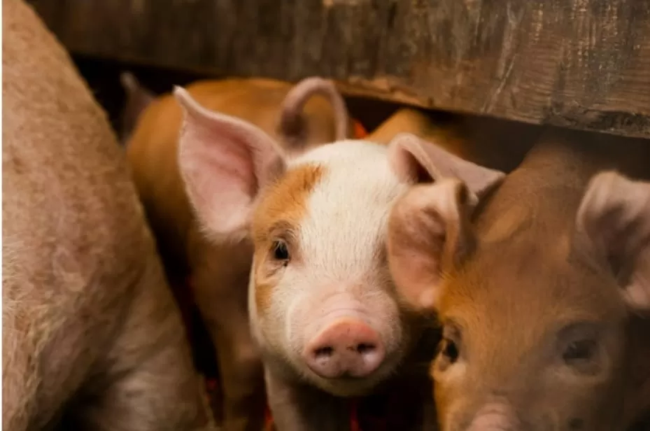 Foto ilustrasi peternakan babi - Wagub Jateng respon soal penolakan investasi peternakan babi di Jepara. (Unsplash/dirtjoy)