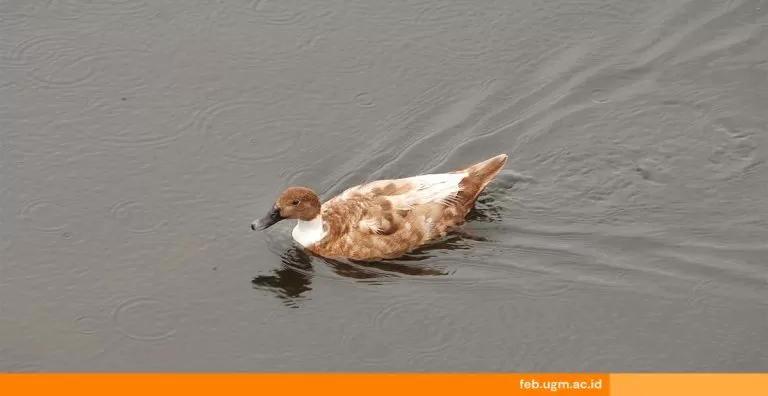Psikolog UGM ungkap fenomena duck syndrome pada mahasiswa. Kondisi ini sering tersembunyi dan berbahaya bagi kesehatan mental. Foto: feb.ugm.ac.id