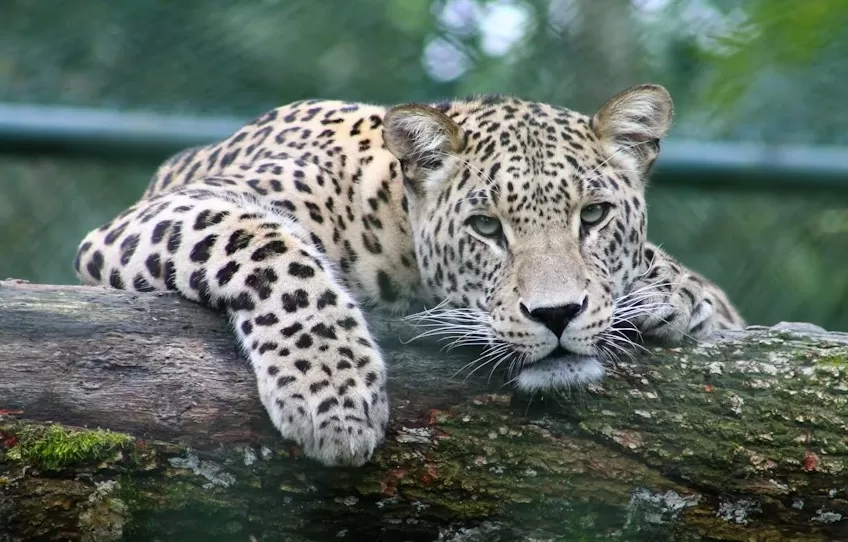 Foto Ilustrasi - BBKSDA Jawa Barat ungkap ada sembilan ekor macan tutul yang tertangkap kamera di kawasan Hutan Lindung Tangkuban Parahu. (Unsplash/aboeka)