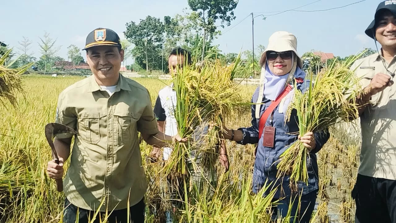 Petani Desa Mojorembun, Rembang berhasil panen padi tiga kali setahun dengan produktivitas 7 ton per hektare. 