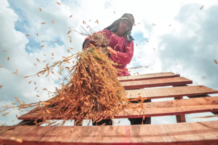 Pemerintah Indonesia mengklaim bahwa segera mencapai swasembada beras dalam beberapa bulan ke depan. (indonesia.go.id)