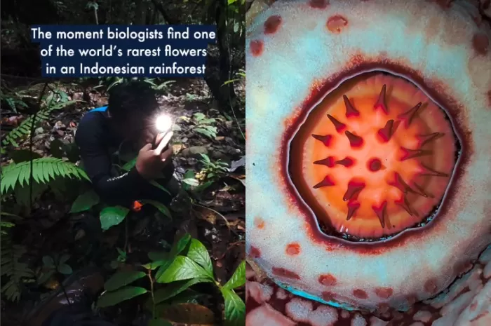 Mengintip kisah penemuan Rafflesia hasseltii di pedalaman hutan Sumatera Barat. (Instagram.com/@oxford_uni)