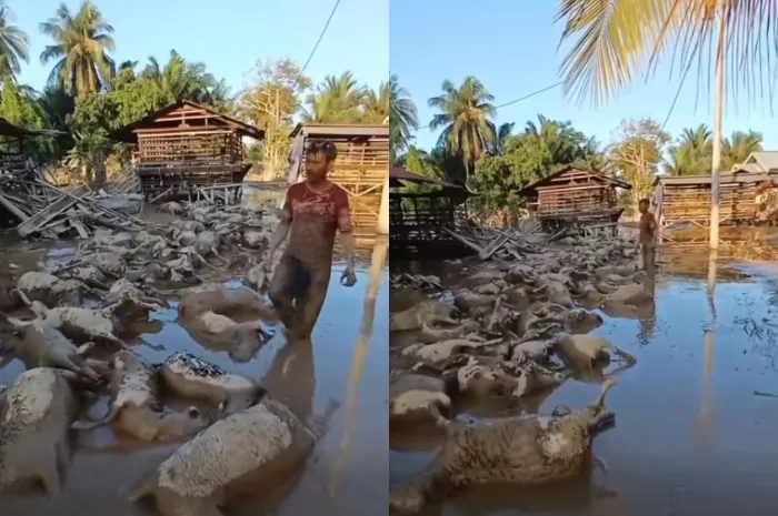 Menyoroti tragedi banjir bandang di Aceh Utara yang sisakan duka bagi warga yang kehilangan hewan ternaknya. (Facebook.com/BuniAmin)