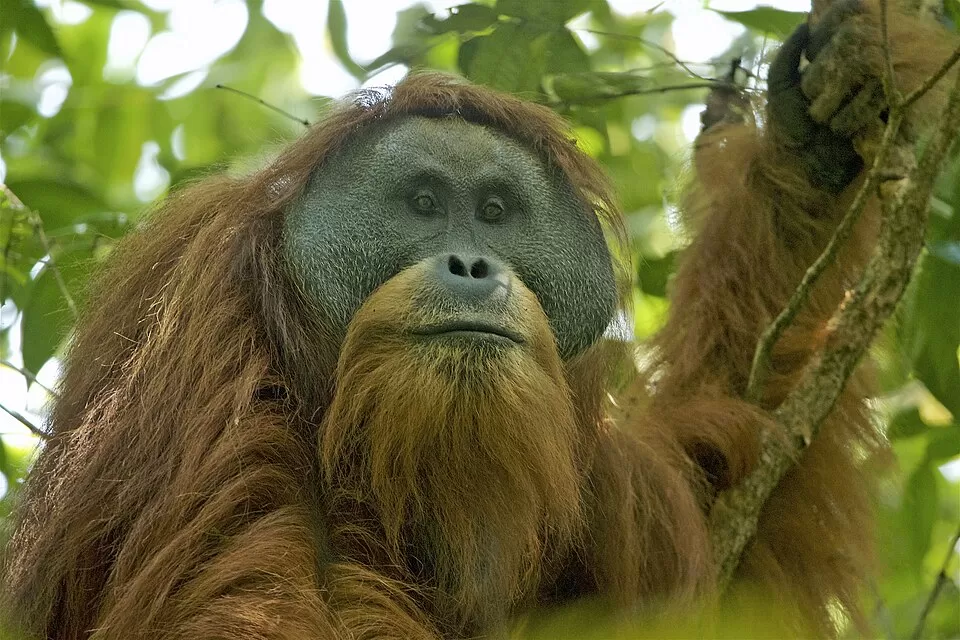 Orang utan tapanuli (Pongo tapanuliensis) merupakan salah satu spesies dari genus orang utan (Pongo) yang berasal dari daerah Tapanuli, Sumatra. Foto: Wikipedia