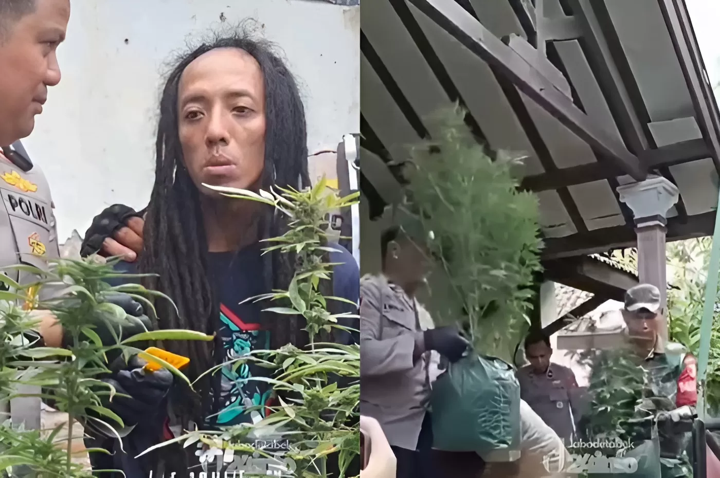 Menyoroti penggerebekan pelaku budidaya ganja di rumah kontrakan Jombang, Jawa Timur. (Instagram.com/@jabodetabek24info)