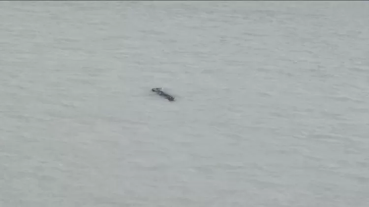 Penampakan buaya yang terkam bocah perempuan di Pangkalpinang, Bangka Belitung terekam kamera drone (Dok Basarnas Bangka Belitung)