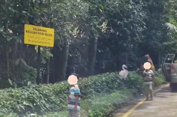 Aksi berbahaya pengunjung keluar dari mobil dan keluyuran di area satwa lepas di Taman Safari Indonesia (X.com/@txtdaribogor)