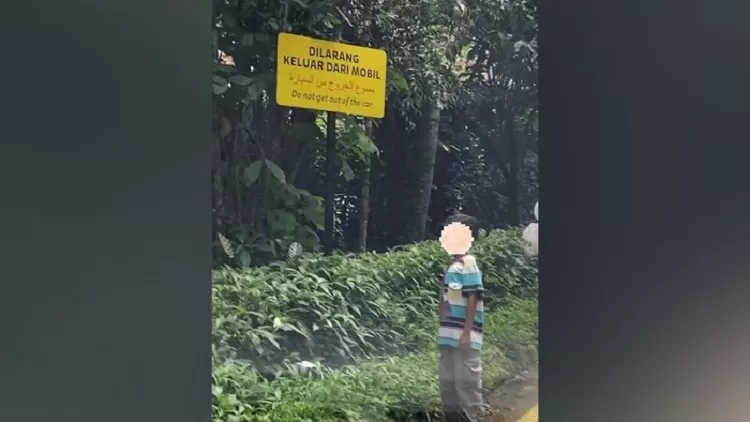 Pengunjung Taman Safari Indonesia nekat keluyuran di area satwa (Dok: Istimewa)
