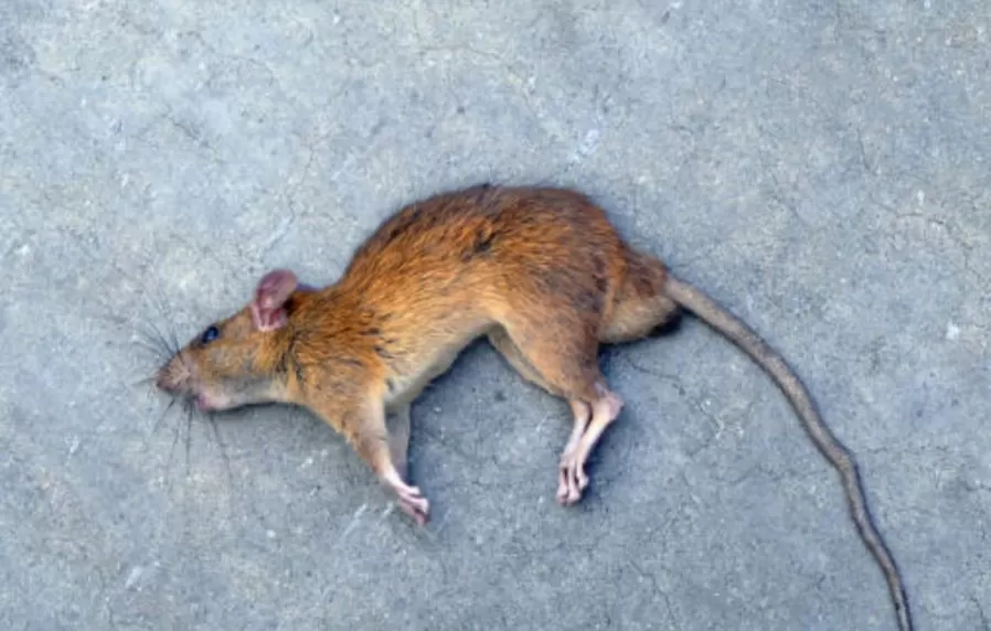 Bangkai tikus. (tangkapan layar istock)